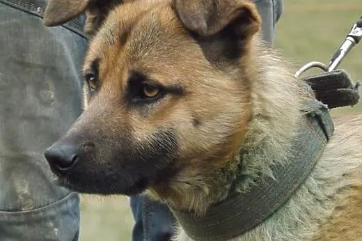 Cudowny psiak czeka na domek,  świętokrzyskie Kiel
