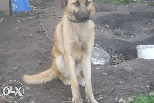 Cudowny psiak czeka na domek,  świętokrzyskie Kiel