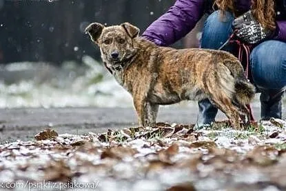 Niewielki, przyjazny Golfik szuka ciepłego domu!, 