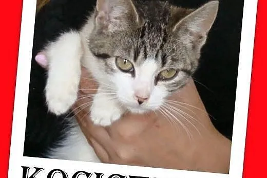 11 tyg. kociczki szukają nowych opiekunów.Adopcja,  śląskie Katowice