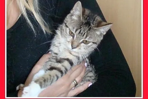 11 tyg. kociczki szukają nowych opiekunów.Adopcja,