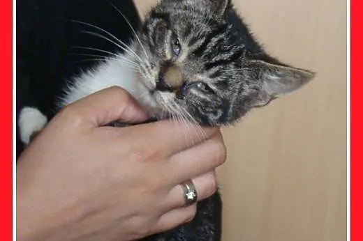 11 tyg. kociczki szukają nowych opiekunów.Adopcja,