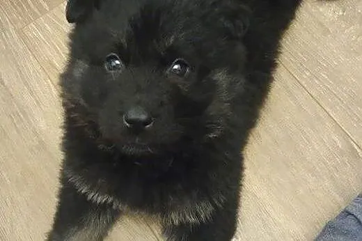URSA - szuka pilnie kącika do mieszkania - na stał