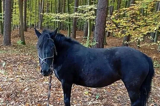 Klacz huculska, Podkarpackie, Leżajsk