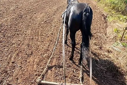 Klacz huculska, Podkarpackie, Leżajsk