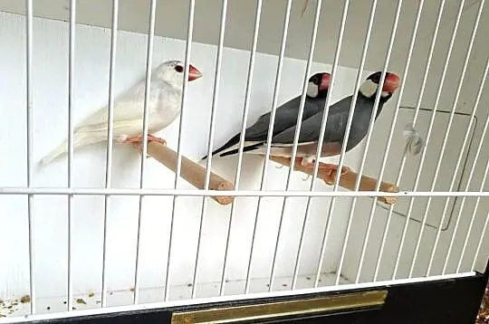 Drobna egzotyka zeberki, ryżowce, mewki, Małopolskie, Brzesko