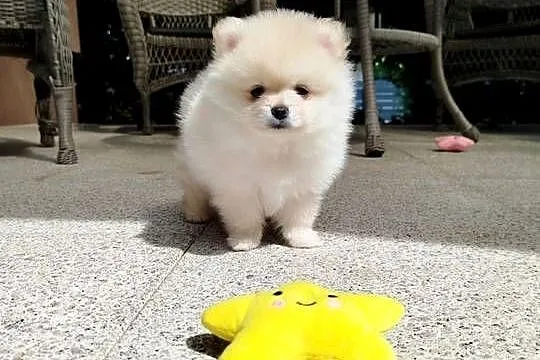 Szpic miniaturowy Pomeranian piesek