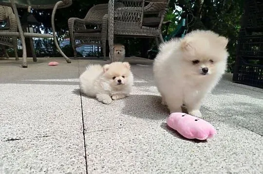 Szpic miniaturowy Pomeranian piesek, Dolnośląskie, Bolesławiec