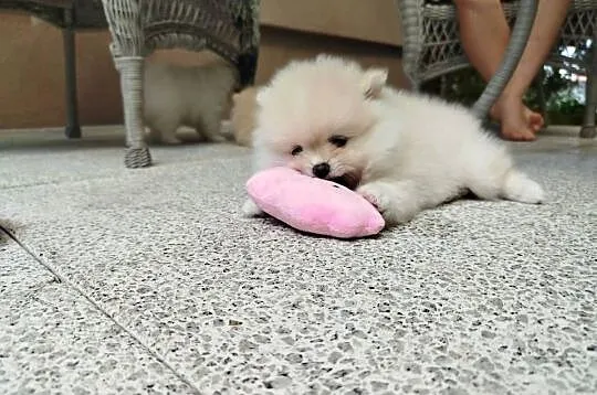 Szpic miniaturowy Pomeranian piesek, Dolnośląskie, Bolesławiec
