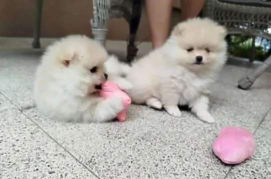 Szpic miniaturowy Pomeranian piesek, Dolnośląskie, Bolesławiec