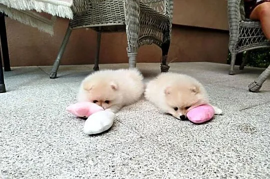 Szpic miniaturowy Pomeranian piesek, Dolnośląskie, Bolesławiec