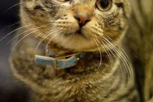 Młodziutki, wesoły Killer, KOCIAK ADOPCJA,  Koty p