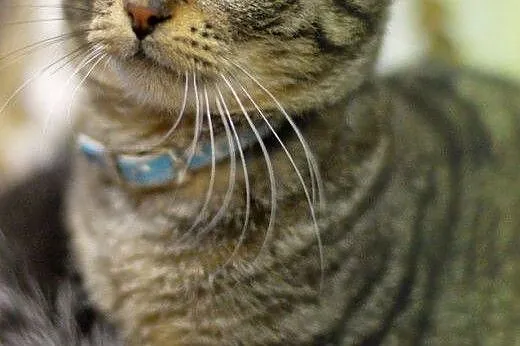 Młodziutki, wesoły Killer, KOCIAK ADOPCJA,  Koty p