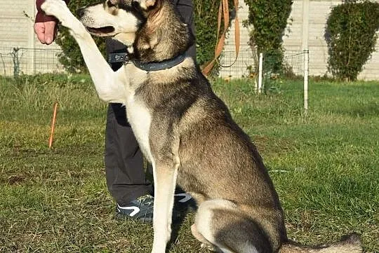Młody pies Demon szuka domu, , Głogów