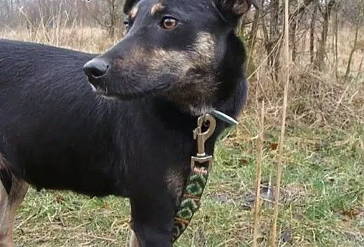 Gamusia - niezwykle smutna duszyczka w ogromie psi
