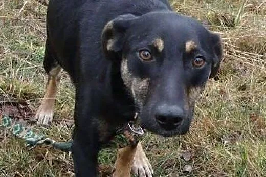 Gamusia - niezwykle smutna duszyczka w ogromie psi