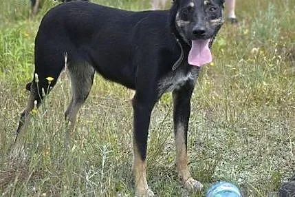 Gamusia - niezwykle smutna duszyczka w ogromie psi