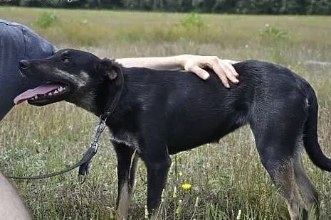 Gamusia - niezwykle smutna duszyczka w ogromie psi
