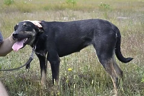 Gamusia - niezwykle smutna duszyczka w ogromie psi