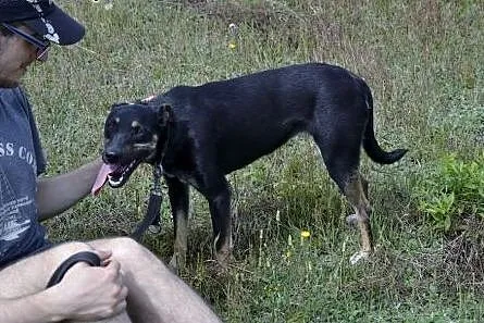 Gamusia - niezwykle smutna duszyczka w ogromie psi