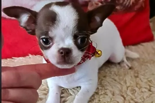 Śliczny piesek Chihuahua biało czekoladowy