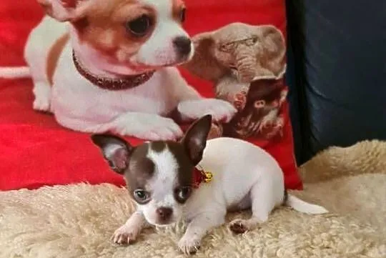 Śliczny piesek Chihuahua biało czekoladowy, Śląskie, Częstochowa
