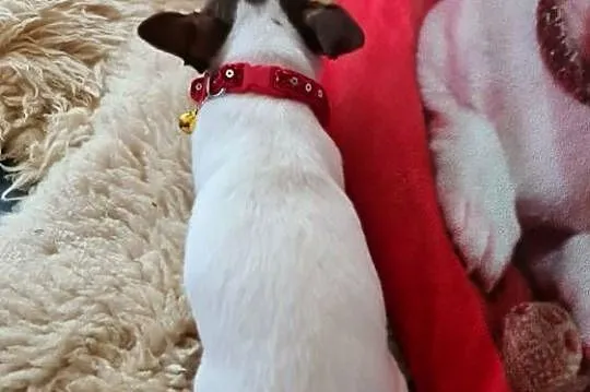 Śliczny piesek Chihuahua biało czekoladowy, Śląskie, Częstochowa