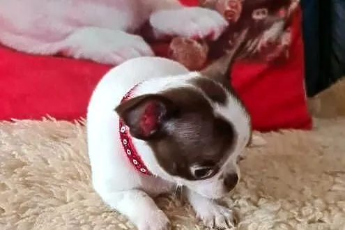 Śliczny piesek Chihuahua biało czekoladowy, Śląskie, Częstochowa