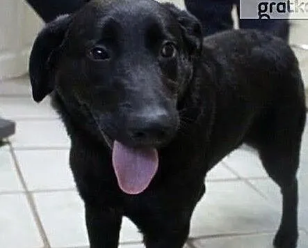 Dylek - miły, młody, energiczny - adopcja, Łódzkie, Łódź