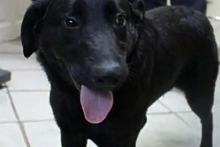 Dylek - miły, młody, energiczny - adopcja, Łódzkie, Łódź
