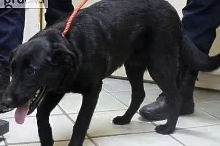 Dylek - miły, młody, energiczny - adopcja, Łódzkie, Łódź