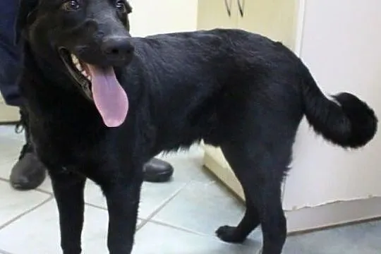 Dylek - miły, młody, energiczny - adopcja, Łódzkie, Łódź