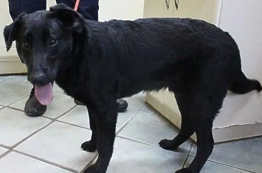Dylek - miły, młody, energiczny - adopcja, Łódzkie, Łódź