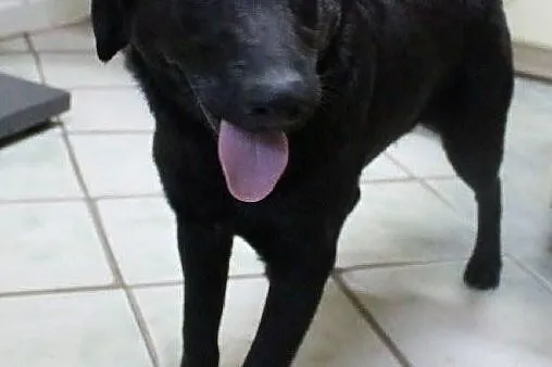 Dylek - miły, młody, energiczny - adopcja, Łódzkie, Łódź