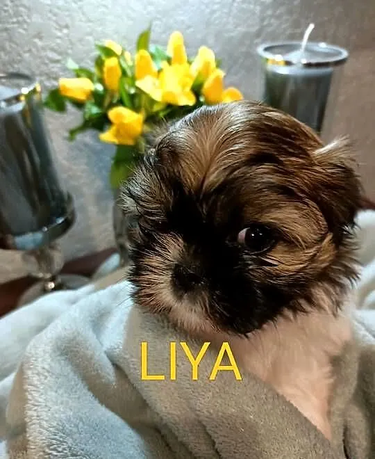 Shih tzu sunia Liya rodowód, Zachodniopomorskie, Koszalin