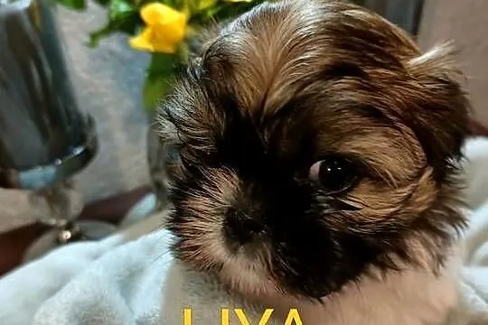 Shih tzu sunia Liya rodowód, Zachodniopomorskie, Koszalin