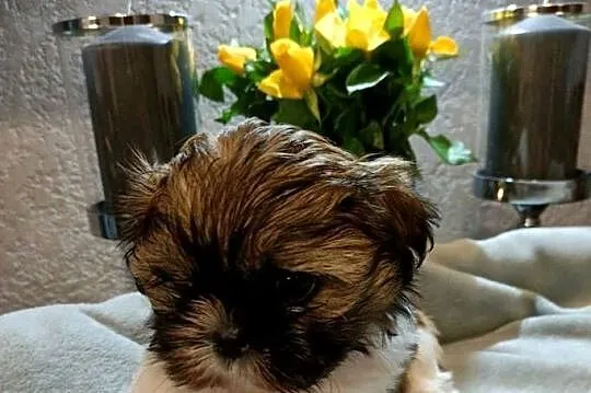 Shih tzu sunia Liya rodowód, Zachodniopomorskie, Koszalin