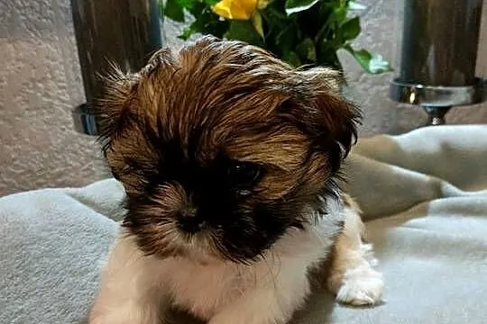 Shih tzu sunia Liya rodowód, Zachodniopomorskie, Koszalin