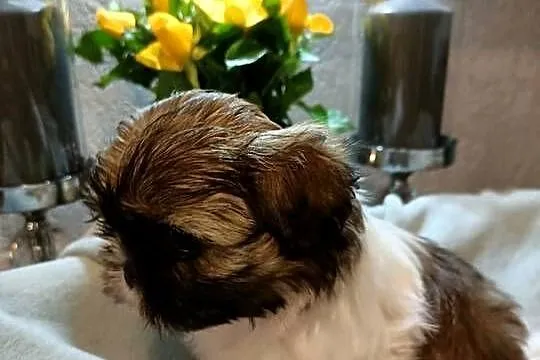Shih tzu sunia Liya rodowód, Zachodniopomorskie, Koszalin