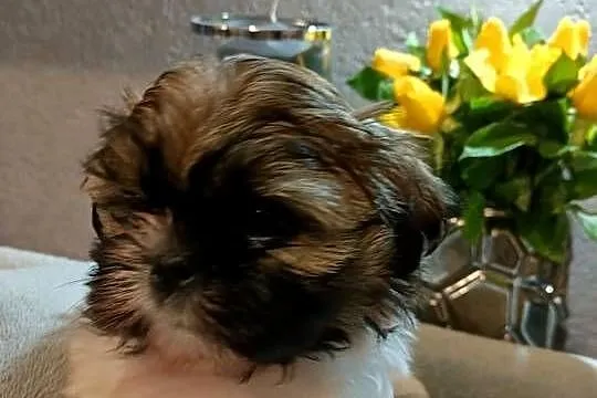 Shih tzu sunia Liya rodowód, Zachodniopomorskie, Koszalin
