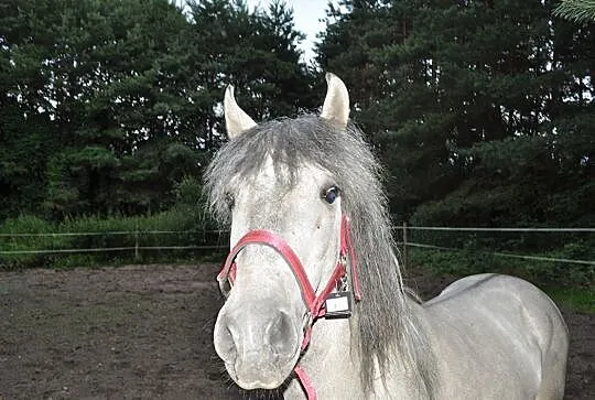 Konik polski., Mogilno