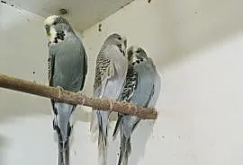 Papużki faliste po wpf, Kalisz