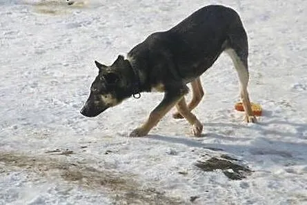 Fela Niewielka potrzebuje domu,  małopolskie Krakó