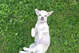 Chihuahua dziewczynka