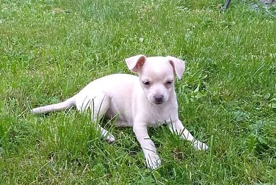 Chihuahua dziewczynka, Małopolskie, Szczucin
