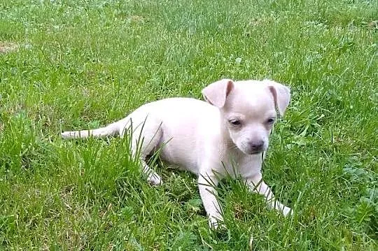 Chihuahua dziewczynka, Małopolskie, Szczucin