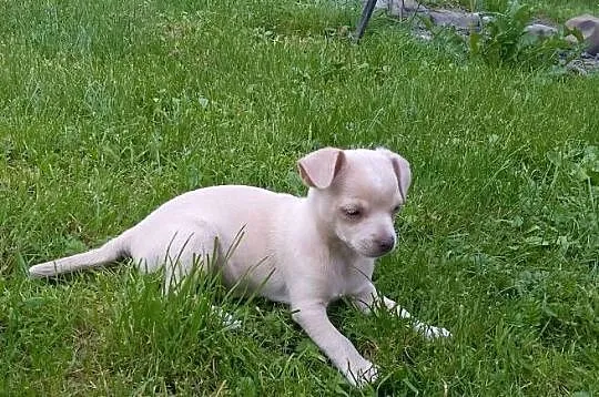 Chihuahua dziewczynka, Małopolskie, Szczucin