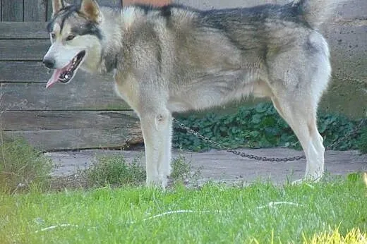 Szuka suni :),  warmińsko-mazurskie Elbląg