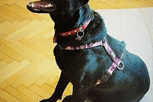 Salvo- pół labrador - do adopcji,  mazowieckie War