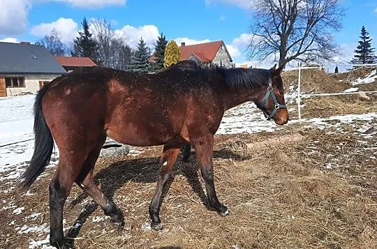 Sprzedam roczną klacz Kreda